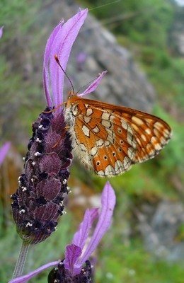 Butterfly visiting a flower | Photo Sara Leonhardt, Technical University of Munich