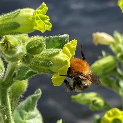 Bumblebee | Photo M. Kraaij, University of Groningen