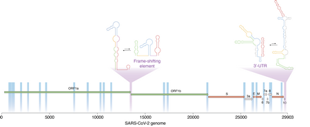 Schematische weergave van het RNA van SARS-CoV2. De genen zijn aangegeven met pijlen. De kleuren op de gevouwen RNA moleculen zijn aangebracht om de alternatieve vouwwijzen beter te kunnen vergelijken. De nieuwe analytische methode die de groep van Incarnato ontwikkelde helpt om te bepalen welke regio’s dynamisch zijn, en kunnen schakelen tussen verschillende vormen. Twee daarvan (paars gemarkeerd) zijn belangrijke regulerende regio’s voor het virus. | Illustratie D. Incarnato