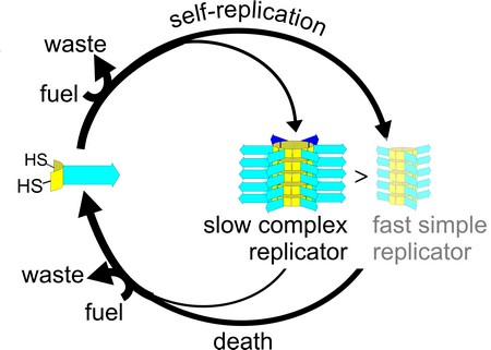 Life cycle of complex and more simple replicators. | Illustration Sijbren Otto