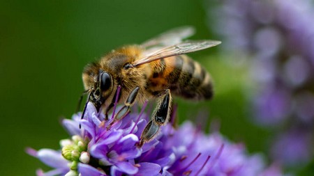 Take part in the bee-count weekend!
