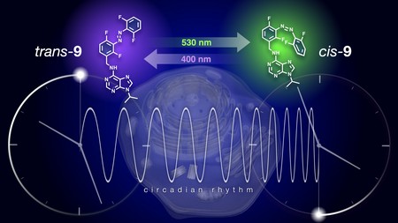 Reversible modulation of the circadian clock using chronophotopharmacology. Using light to interconvert two isomers of a photo-responsive small molecule, it is possible to pace cellular time. While irradiation with violet light extends the normal 24-hour clock to 28-hour, green light switches off this effect and brings the clock back to normal. | Illustration Issey Takahashi