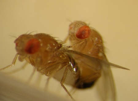 Mating fruit flies | Photo Billeter lab