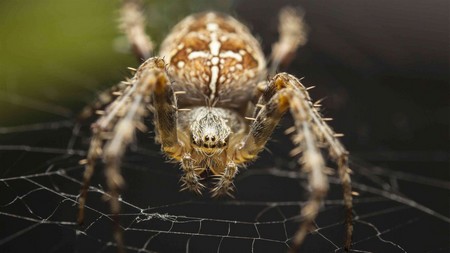 Take part in our spider-study