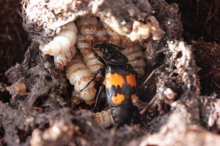 Burying beetles | Photo Long Ma, University of Groningen