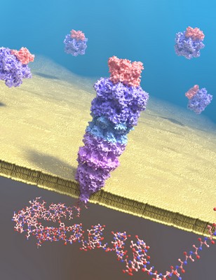 Illustratie van het transport van een uitgevouwen eiwit door een proteasoom-nanoporie. |Illustratie Enrique Sahagún