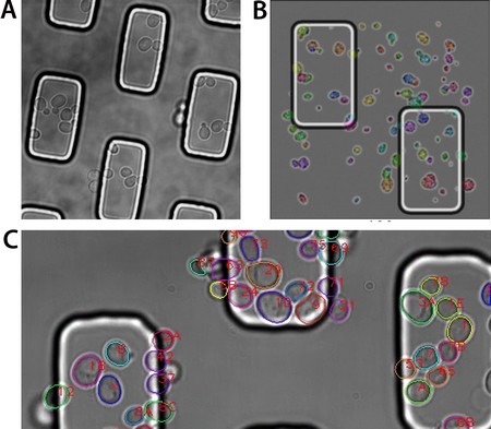 A) Budding yeast cells (oval-shaped objects) imaged inside a microfluidic device with rectangle-shaped pillar microstructures. B) An example of a synthetically generated image of yeast-like objects used to train our convolutional neural network (CNN). Colors are used to indicate the annotated objects for visualization purposes; the original training images are black-and-white, just like the actual microscopy images. The synthetic images also contain the (non-annotated) rectangle-shaped structures visible on the actual images, to ensure that the CNN will not “learn” to recognize these objects. C) After training with synthetically generated images, the CNN is able to locate cells in actual microscopy movies. Colored outlines denote cells the CNN has detected.| Illustration: panel A, Paolo Guerra; panel B, C, Herbert Kruitbosch