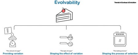 Cartoon showing the three types of mechanisms underlying evolvability | Illustration Trends in Ecology and Evolution