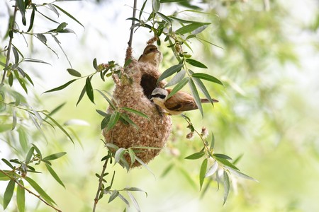 In the Chinese penduline tit, there are three different arrangements for parental care: only by the father, only by the mother, or by both.| Photo Jinshan Jiang
