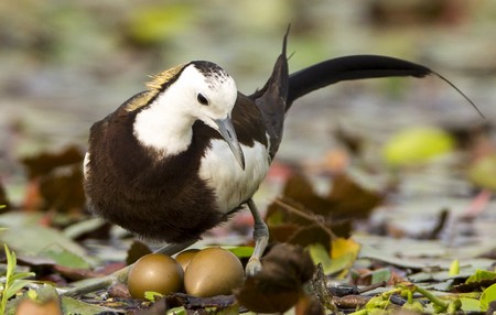 Bij de waterfazant zorgen mannetjes voor het kroost. | Foto Ghulam Rasool