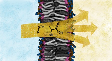 Permeation of small polar compounds through the membrane | Illustration J. Melcr / Poolman lab