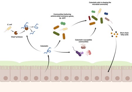 This diagram shows how catestatin produced by epithelial cells can shift the bacterial community to favour resistant species. This also shapes the production by the microbiome of substances that affect the gut cells, like short chain fatty acids. | Illustration: Markus Schwalbe and Sahar El Aidy