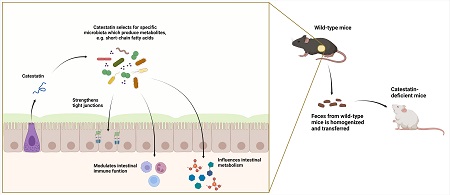 De illustratie laat zien hoe de transplantatie van een nieuwe soortensamenstelling van micro-organismen in de darmen kan zorgen voor een verstoring of herstel van het evenwicht in de darmen. | Illustratie Markus Schwalbe en Sahar El Aidy