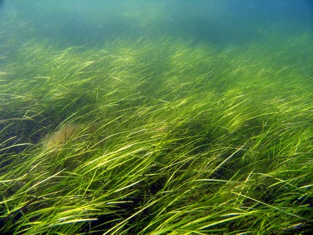 Eelgrass | Photo Christoffer Boström, Åbo Akademi University