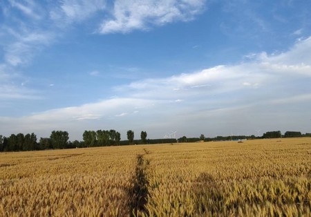Wheat harvest season in North China Plain | Photo Huiru Peng