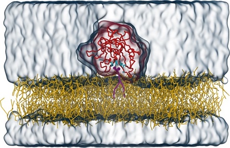 Tubby eiwit (rood) gebonden aan een lipide membraan (geel) met PI(4,5)P2 signaal lipide (paars) in de al bekende bindingsplek. De aminozuren die de binnenkant van de bindingsplek vormen zijn in cyaan weergegeven, water in transparant blauw. | Figuur uit V. Thallmair et al., Sci. Adv. 8, eabp9471