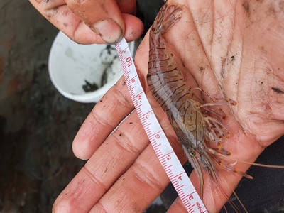 Een op het rif gevonden steurgarnaal wordt opgemeten | Foto Swimways