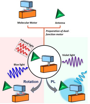 The dual-function motor was prepared by chemically attaching an antenna to a molecular motor. Rotation and photoluminescence (PL) can be controlled using light of different wavelengths. | Illustration Lukas Pfeifer