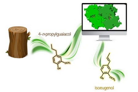 Chemo-enzymatic process of turning lignin into eugenol using an engineered biocatalyst. | Illustration Laura Alvigini, University of Pavia