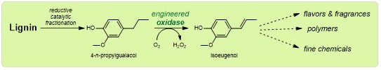 Reaction scheme of the conversion of lignin into valuable chemicals using an engineered biocatalyst. | Illustration Marco Fraaije, University of Groningen