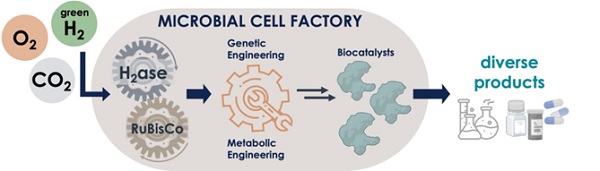 The microorganism Cupriavidus necator can grow on a mixture of oxygen (O2), hydrogen (H2) and carbon dioxide (CO2). It uses an enzyme called RuBisCo to fix CO2, and an enzyme called hydrogenase to generate energy for its growth. By adapting its genome and metabolism, and adding additional enzymes (biocatalysts) to the cells, valuable chemicals can be produced by the microorganism directly from CO2. | Illustration Sandy Schmidt