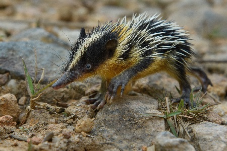 Gestreepte Tenrek (Hemicentetes semispinosus). Tenreks zijn een diverse en unieke groep zoogdieren die alleen op Madagaskar voorkomen. | Foto Chien C. Lee