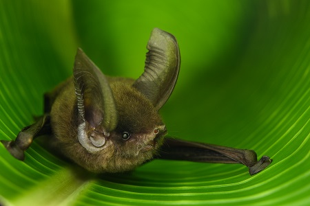 Zuigschijfvleermuis (Myzopoda aurita). De Zuigschijfvleermuis hoort bij een oude familie van vleermuizen die alleen op Madagaskar voorkomt. | Foto Chien C. Lee