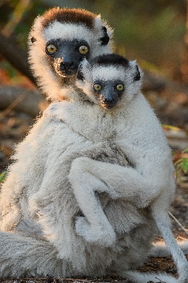 Verreaux's Sifaka (Propithecus verreauxi). The critically endangered Verreaux’s Sifaka is one of the 109 species of lemurs that currently are extant on Madagascar. A total of 17 species of lemurs have already gone extinct. | Photo Chien C. Lee