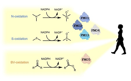 The different reactions of the FMO enzymes | Illustration L. Mascotti / University of Groningen