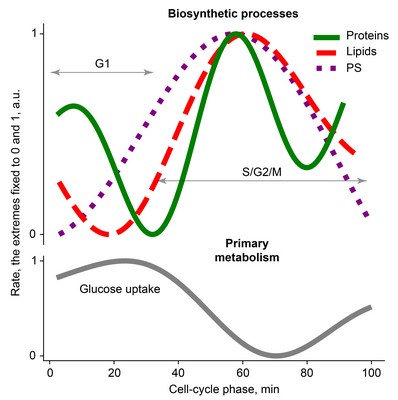 The biosynthetic rates for proteins, lipids, and polysaccharides, and the primary metabolic rate (glucose uptake) during the cell cycle. | Illustration Heinemann lab, University of Groningen