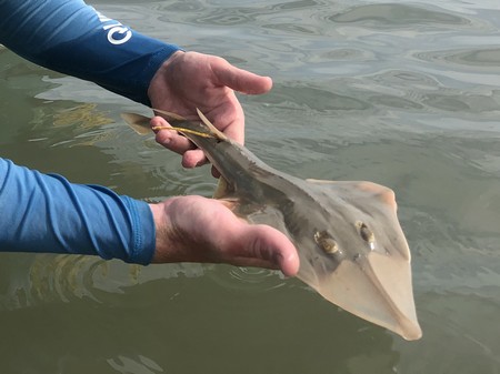 Haaien en roggen in waddengebieden