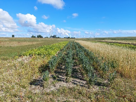 Proefveldjes uit verziltingsonderzoek bij de Dubbele Dijk bij Nieuwstad/Bierum van de RUG (cluster Ecofysiologie van Planten) samen met GreenFinch Research binnen het Waddenfondsproject 'De zilte kleibodem doorgronden'. | Foto RUG