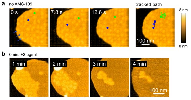 HS-AFM imaging of the Staphylococcus aureus membrane (above), with thicker areas (light orange). After adding AMC-109, the thicker areas clump together and then dissolve (below). | Illustration Adéla Melcrová and Sourav Maity