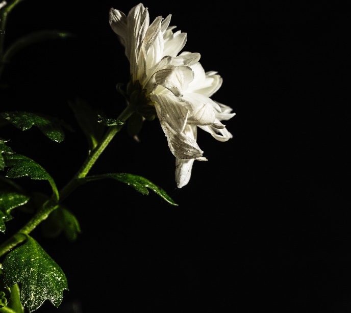Chrysanthemum with sticky leaves 