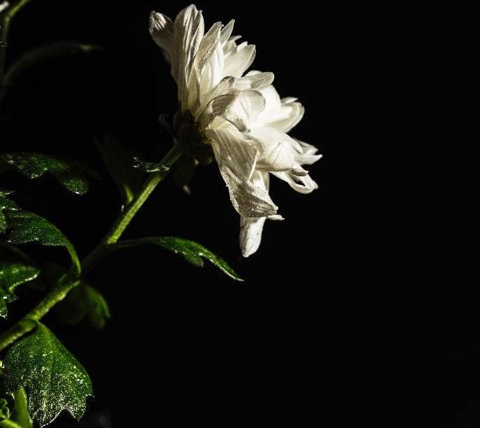 Chrysant met plakkerige bladenChrysanthemum with sticky leaves 