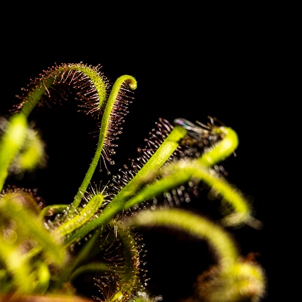 Tomato plants as the source of inspiration