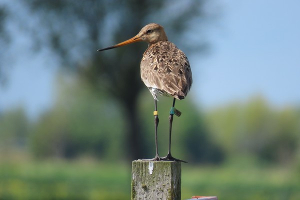 Black-tailed godwit | Foto BirdEyes / RUG