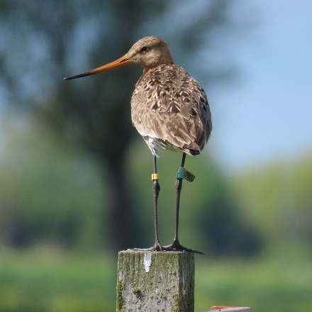 Birds will tell the story of the Wadden area