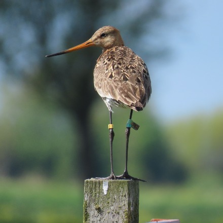 Vogels gaan verhaal van het wad vertellen