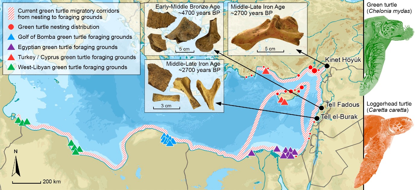 map with migration routes of sea turtles