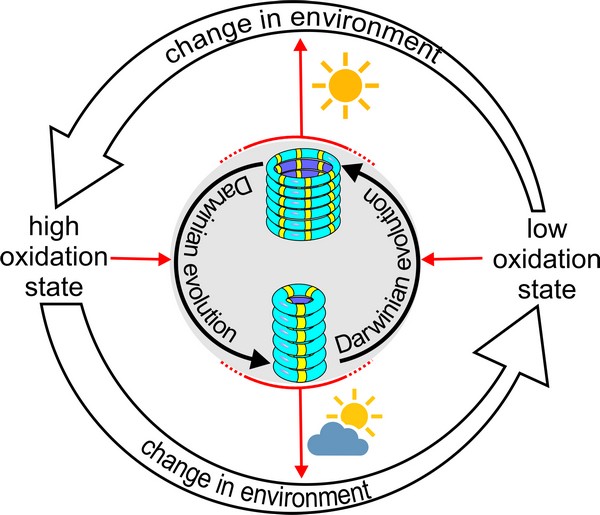 The eco-evolutionary dynamics | Illustration Otto lab