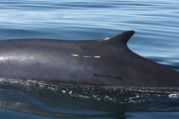 Het nemen van een klein huidmonster met een holle kruisboogpijl. | Foto : Center for Coastal Studies image collected under U.S. NMFS ESA/MMPA Permit 1632