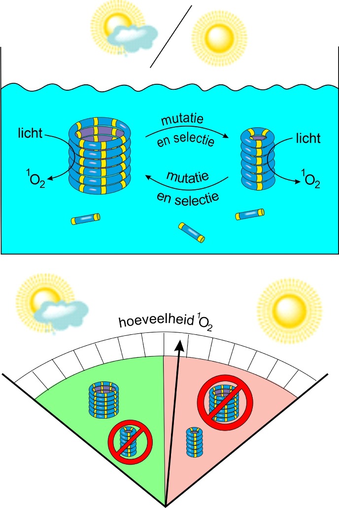 Schematic illustration of the evolving system | Image Otto lab