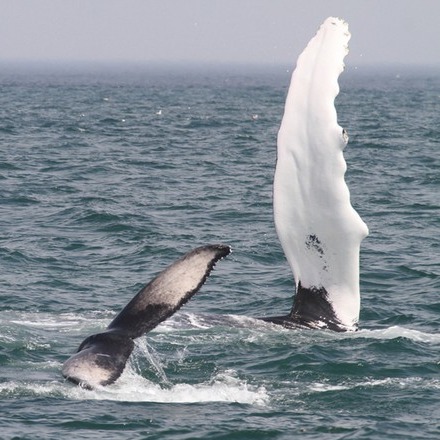 Mutation rates in whales are much higher than previously reported