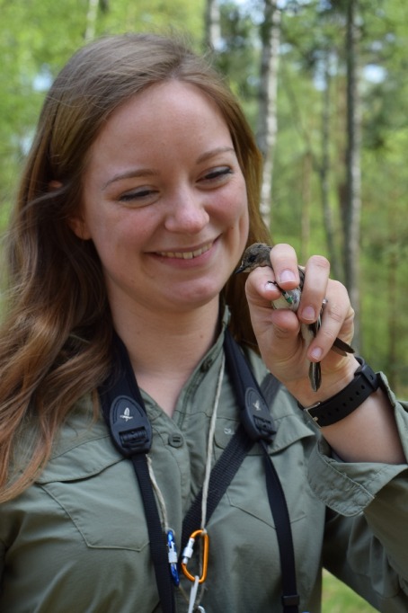 First author of the paper in Nature Ecology & Evolution Koosje Lamers with a pied flycatcher she caught in Sweden, one year after the bird travelled as an egg to this country.