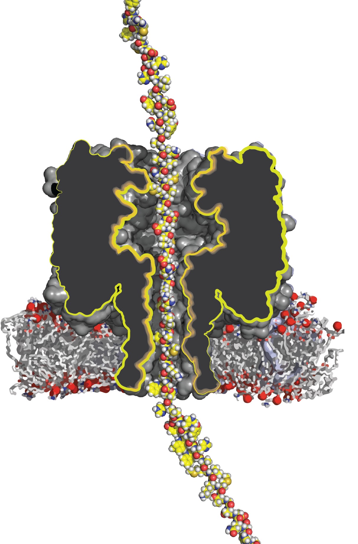 protein through a nanopore