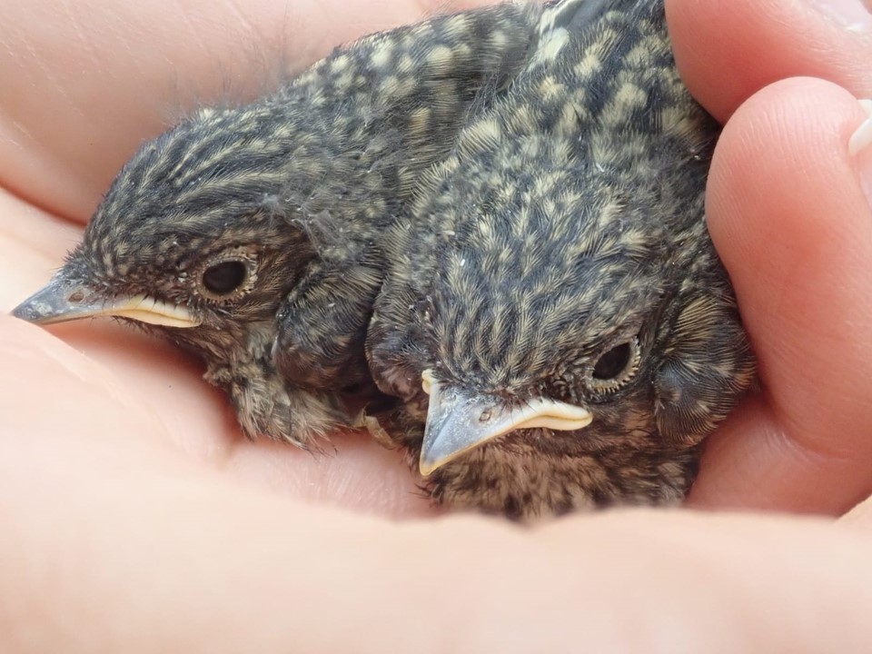 FotoTwee weeks old pied flycatchers, almost ready to leave the nest.