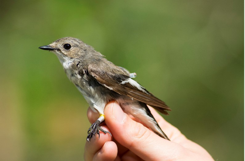 fotoA male of the Dutch pied flycatcher. These birds are brown, just like the females. 