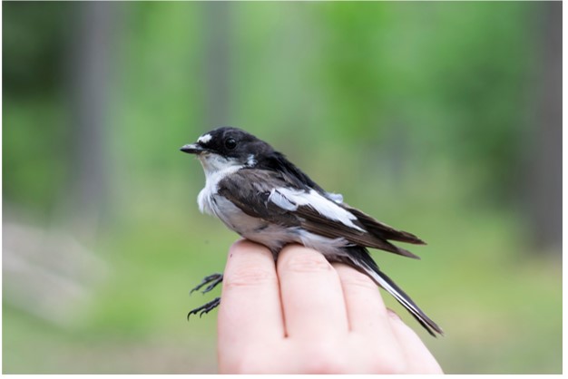 Foto 1A black-and-white Swedish male pied flycatcher, to be released after a geolocator was fitted to the bird. 