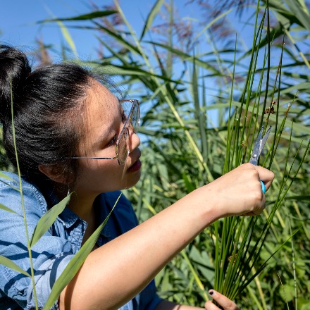 A self-powered sensor made from plants at the University Campus